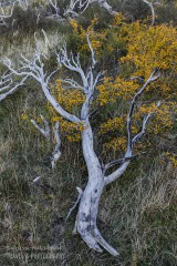 patagonia-chile-zima-_M4_0262