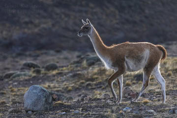 patagonia-chile-zima-_M4_0701
