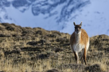 patagonia-chile-zima-_M4_0869