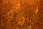 poranki-2008-32
