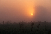 poranki-2008-34