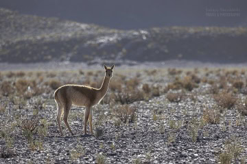 Ruta-Provincial-44_R5_5164