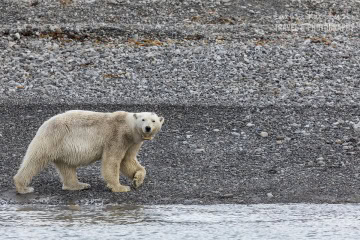 svalbard-_N5A1020