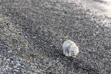 svalbard-_N5A1233