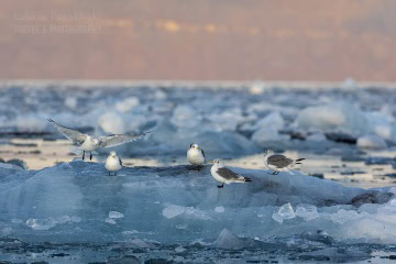 svalbard-_N5A1564