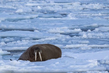 Svalbard 2022 zwierzęta