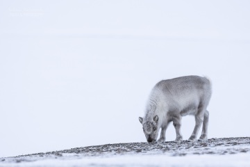 Svalbard-zwierzeta_A5A0379