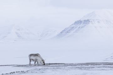 Svalbard-zwierzeta_A5A0401