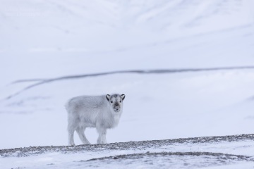 Svalbard-zwierzeta_A5A0421
