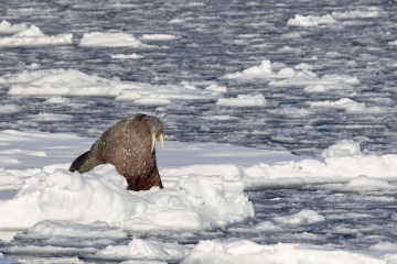 Svalbard-zwierzeta_A5A0780