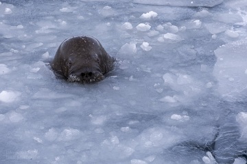 Svalbard-zwierzeta_A5A1460