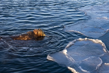 Svalbard-zwierzeta_A5A1679