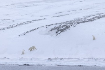 Svalbard-zwierzeta_R5_0005