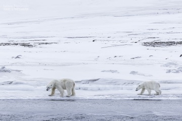 Svalbard-zwierzeta_R5_0054
