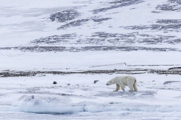 Svalbard-zwierzeta_R5_0075