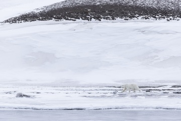 Svalbard-zwierzeta_R5_0136