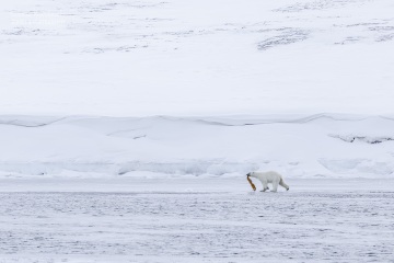 Svalbard-zwierzeta_R5_0297