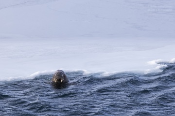 Svalbard-zwierzeta_R5_0488