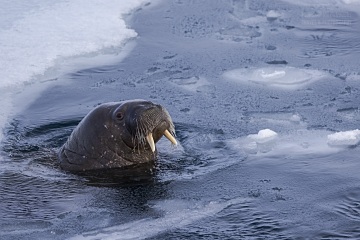 Svalbard-zwierzeta_R5_0542