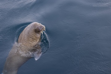 Svalbard-zwierzeta_R5_0570