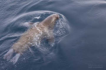 Svalbard-zwierzeta_R5_0580