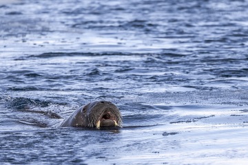 Svalbard-zwierzeta_R5_0618