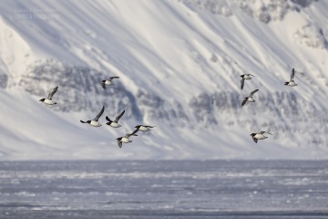 Svalbard-zwierzeta_R5_1878