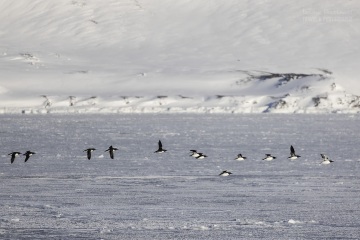 Svalbard-zwierzeta_R5_1915