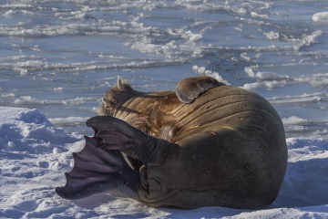 Svalbard-zwierzeta_R5_2299