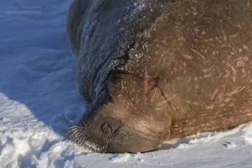 Svalbard-zwierzeta_R5_2551