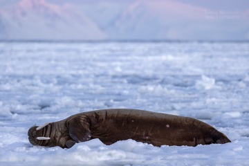 Svalbard-zwierzeta_R5_3529