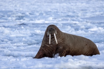 Svalbard-zwierzeta_R5_3538
