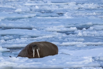 Svalbard-zwierzeta_R5_3715-2