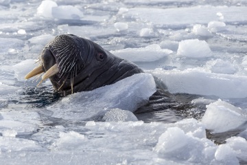 Svalbard-zwierzeta_R5_9695