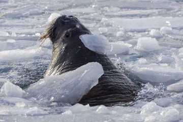 Svalbard-zwierzeta_R5_9707