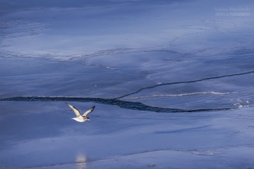 Svalbard-zwierzeta_R5_9823
