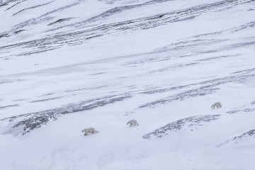 Svalbard-zwierzeta_R5_9995