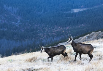 kozice-Tatry_MG_3942