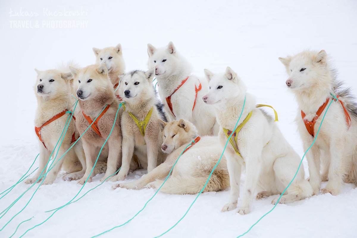 Psy haskie na Grenlandii