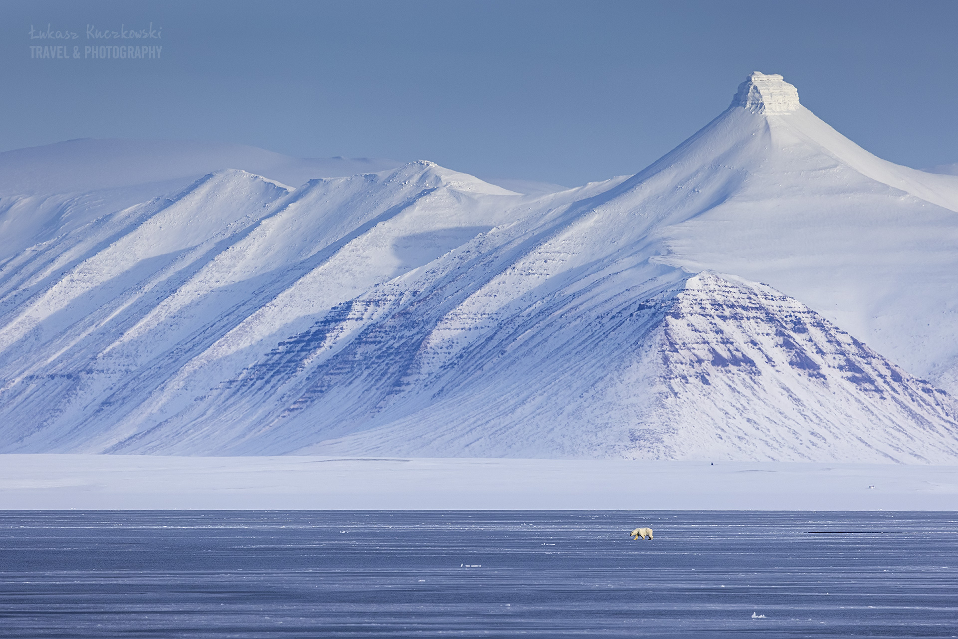 Svalbard zwierzęta