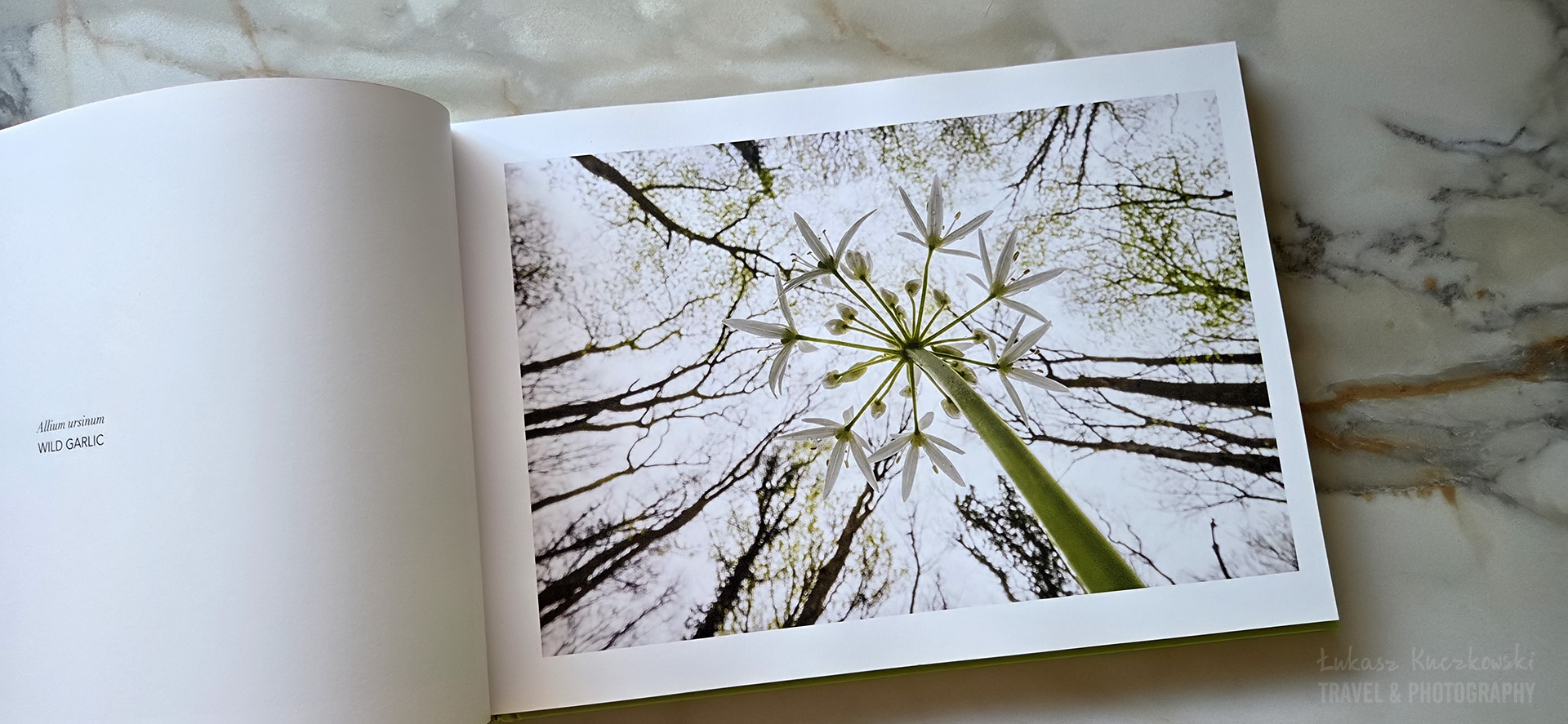 Flowerscapes, A Bug’s Eye View