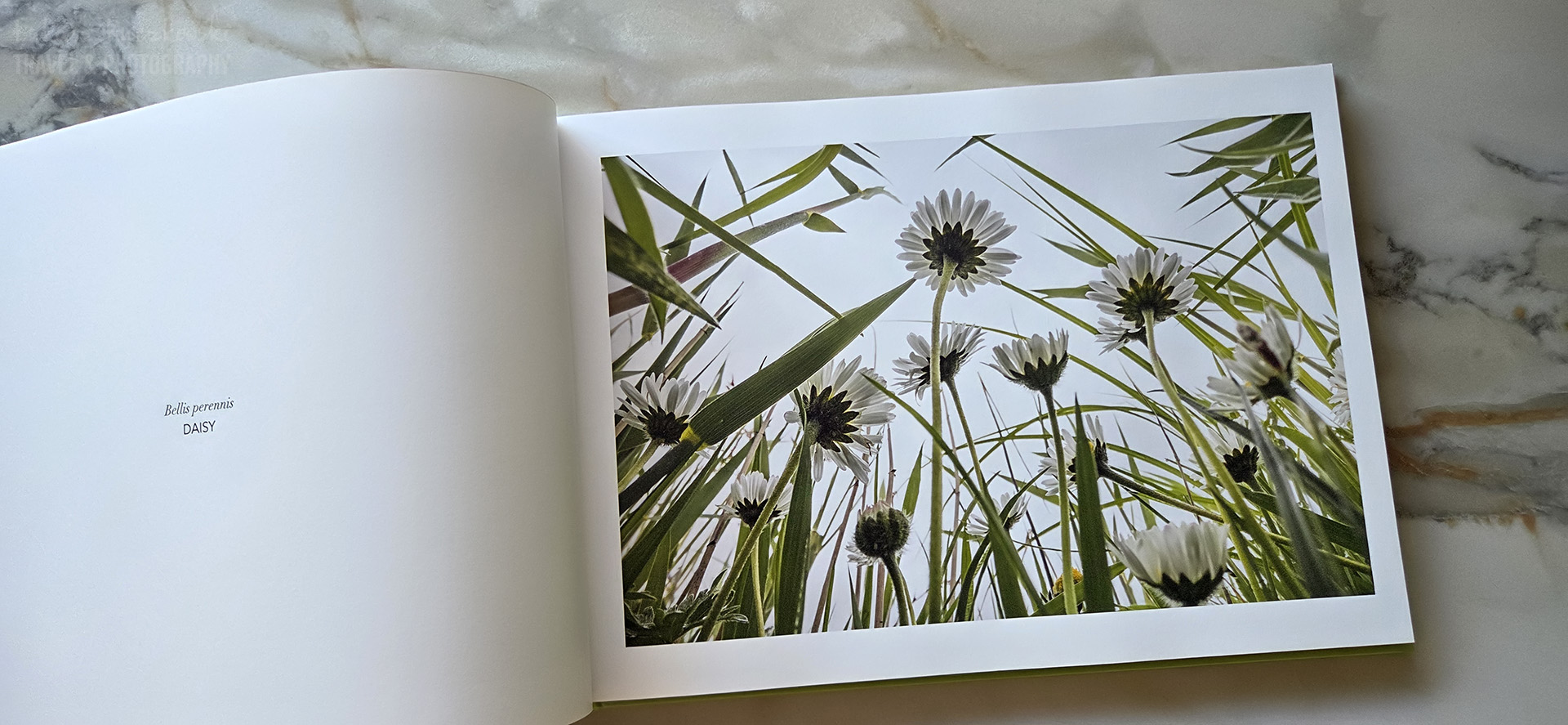 Flowerscapes, A Bug’s Eye View