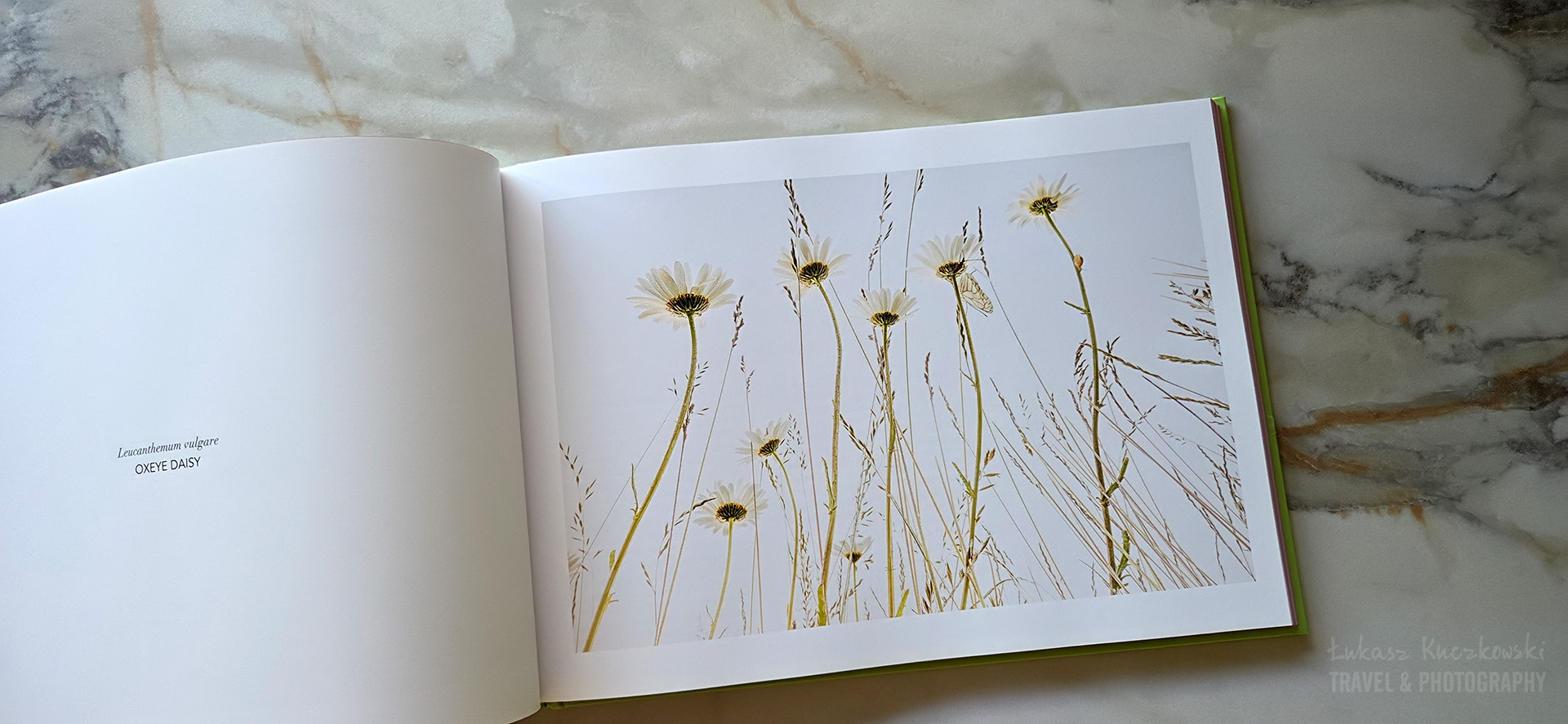 Flowerscapes, A Bug’s Eye View