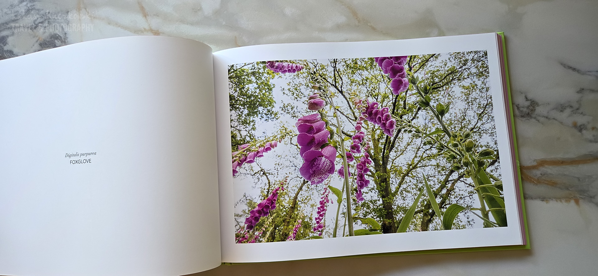 Flowerscapes, A Bug’s Eye View